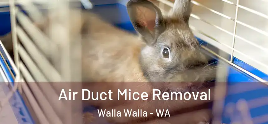  Air Duct Mice Removal Walla Walla - WA