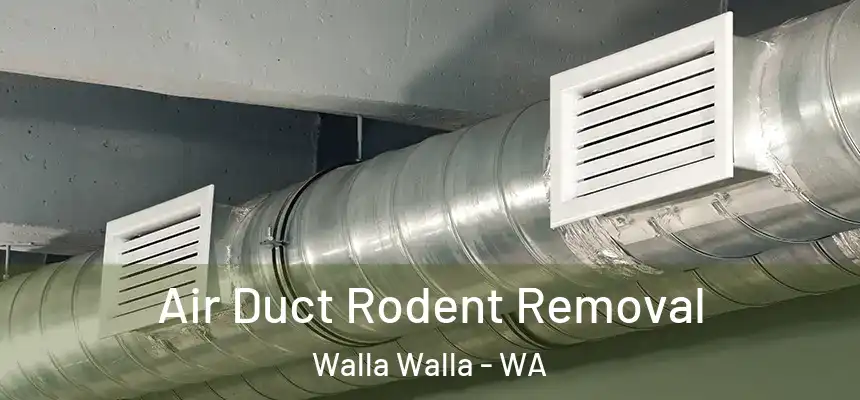  Air Duct Rodent Removal Walla Walla - WA