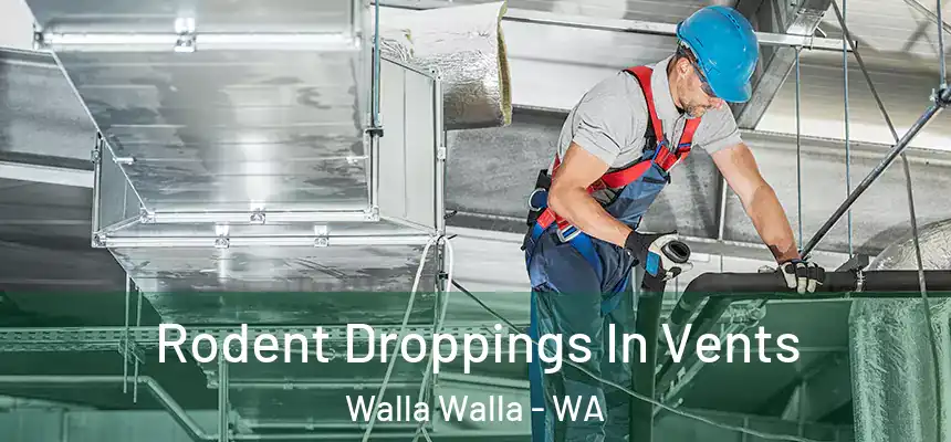  Rodent Droppings In Vents Walla Walla - WA